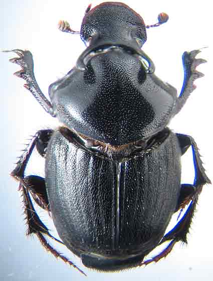 http://www.gorodinski.ru/copr/Onthophag.  productus.jpg